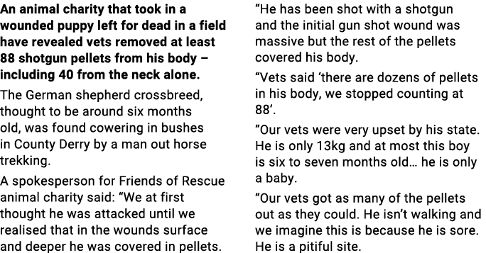 An animal charity that took in a wounded puppy left for dead in a field have revealed vets removed at least 88 shotgu   