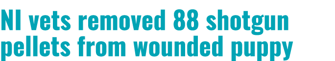 NI vets removed 88 shotgun pellets from wounded puppy