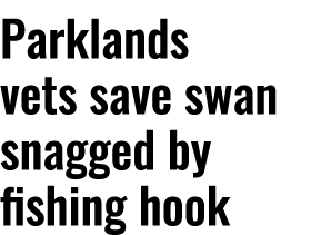 Parklands vets save swan snagged by fishing hook