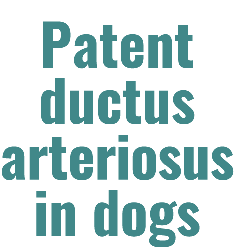 Patent ductus arteriosus in dogs