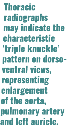 Thoracic radiographs may indicate the characteristic  triple knuckle  pattern on dorso-ventral views, representing en   