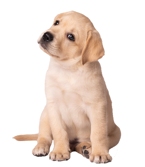 Beautiful yellow labrador puppy sitting on a white background