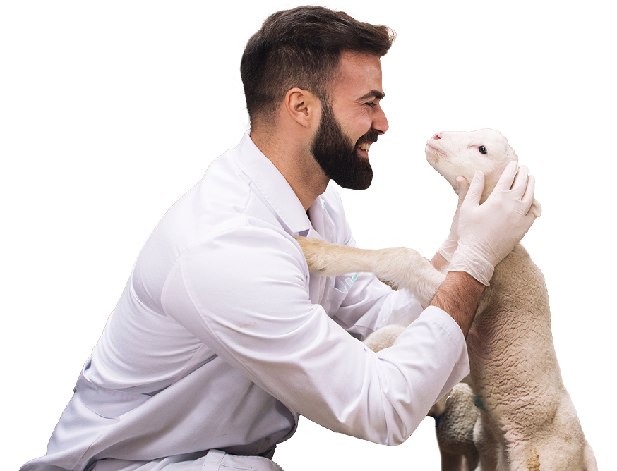 Veterinarian hugging and cuddling lamb and enjoys playing with animals at domestic farm 