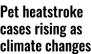 Pet heatstroke cases rising as climate changes 