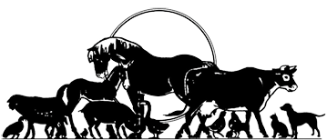 furry friends striped cat and corgi dog sit on a blooming summer sunny meadow