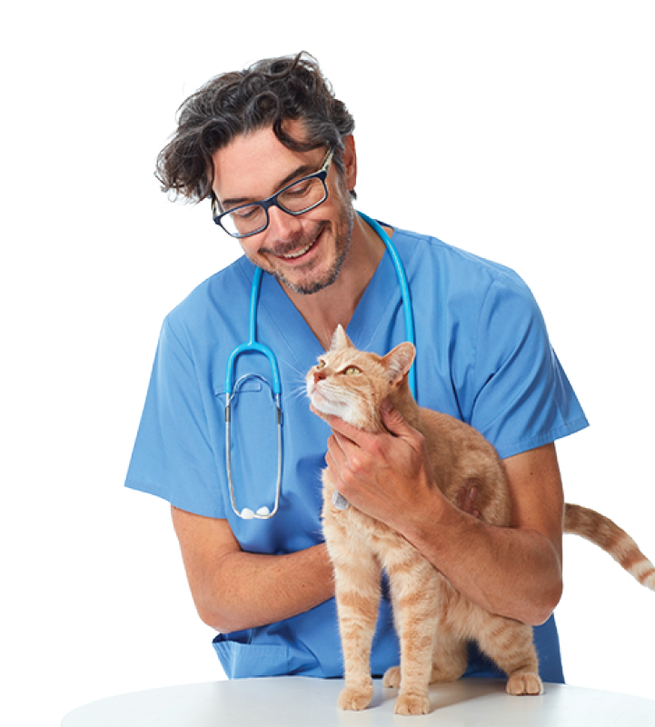 Veterinarian doctor with cat 