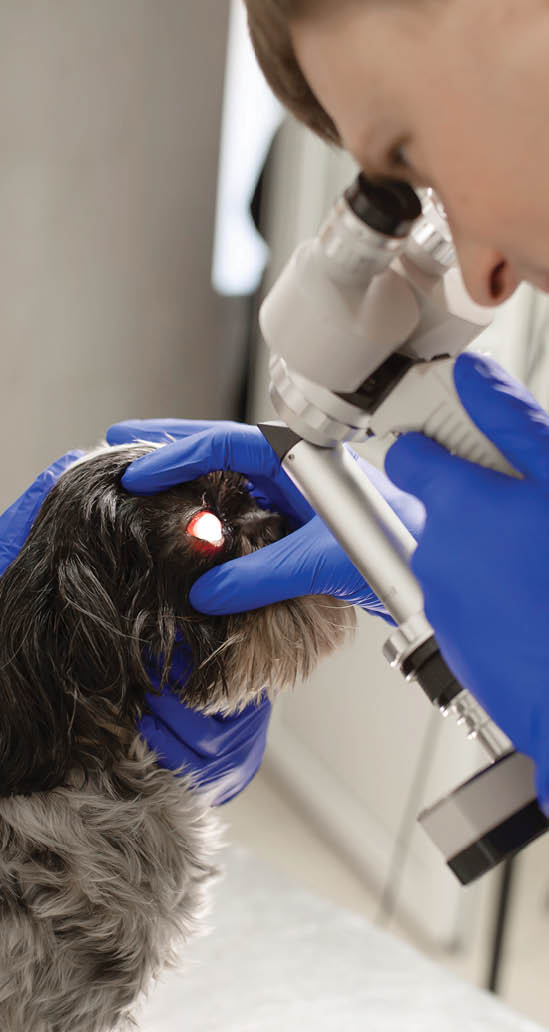 A veterinary ophthalmologist makes a medical procedure, examines the eyes of a dog with an injured eye and an assisent helps her to hold her head 