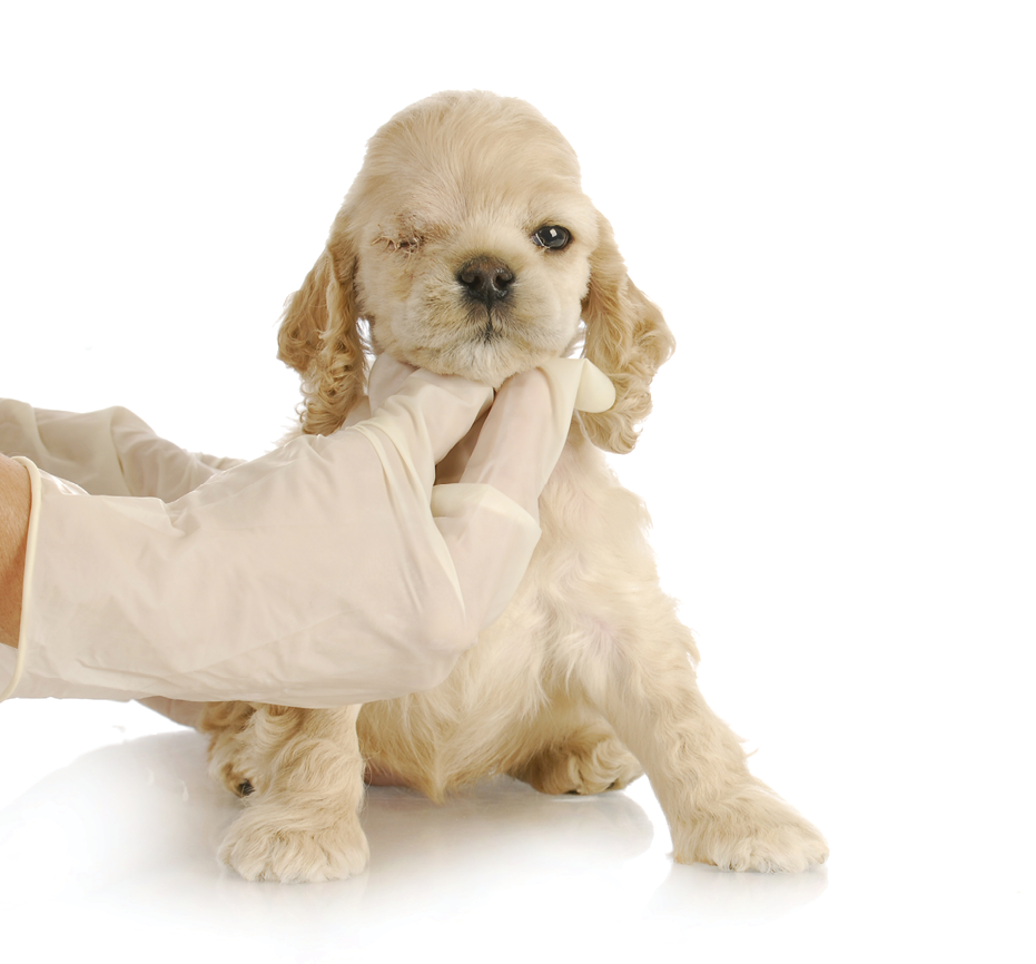 veterinary care - cocker spaniel puppy one week post-op from having eye removed - congential glaucoma