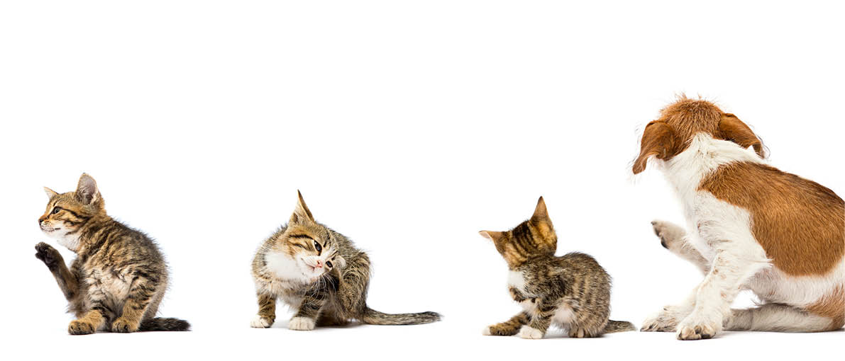 dog and cat scratching paw from allergies and fleas on a white background