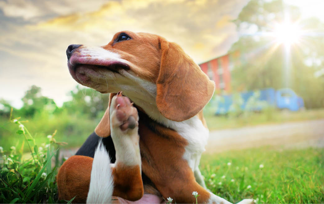 Beagle dog scratching body on green grass outdoor in the park on sunny day 