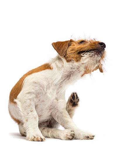 dog and cat scratching paw from allergies and fleas on a white background
