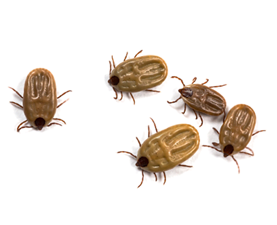 Group of tick isolated on white