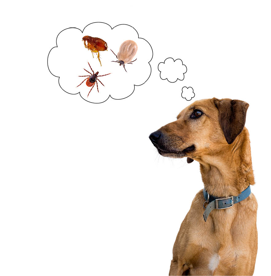 Dog on white considering the problem of tick insects and fleas  Pet care etc 