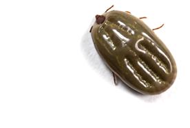 Group of tick isolated on white