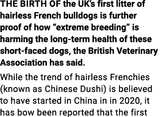 The birth of the UK s first litter of hairless French bulldogs is further proof of how  extreme breeding  is harming    