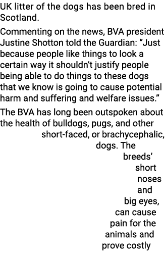 UK litter of the dogs has been bred in Scotland  Commenting on the news, BVA president Justine Shotton told the Guard   