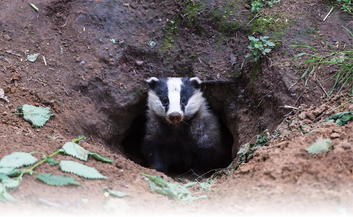 Badger, (meles meles) native, European wild badger emerging from the badger sett  England, UK   Facing forward  Badgers are very controversial in the UK due to TB  Horizontal  Space for copy  