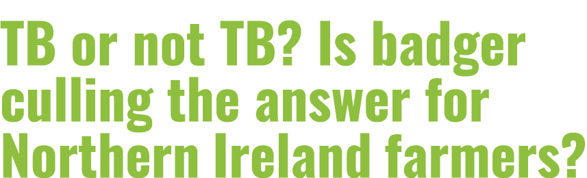 TB or not TB  Is badger culling the answer for Northern Ireland farmers  