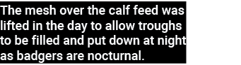 The mesh over the calf feed was lifted in the day to allow troughs to be filled and put down at night as badgers are    