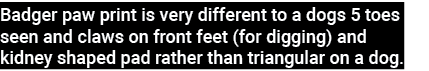 Badger paw print is very different to a dogs 5 toes seen and claws on front feet (for digging) and kidney shaped pad    