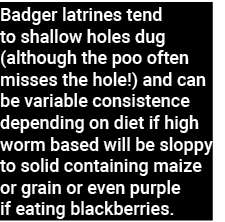 Badger latrines tend to shallow holes dug (although the poo often misses the hole ) and can be variable consistence d   