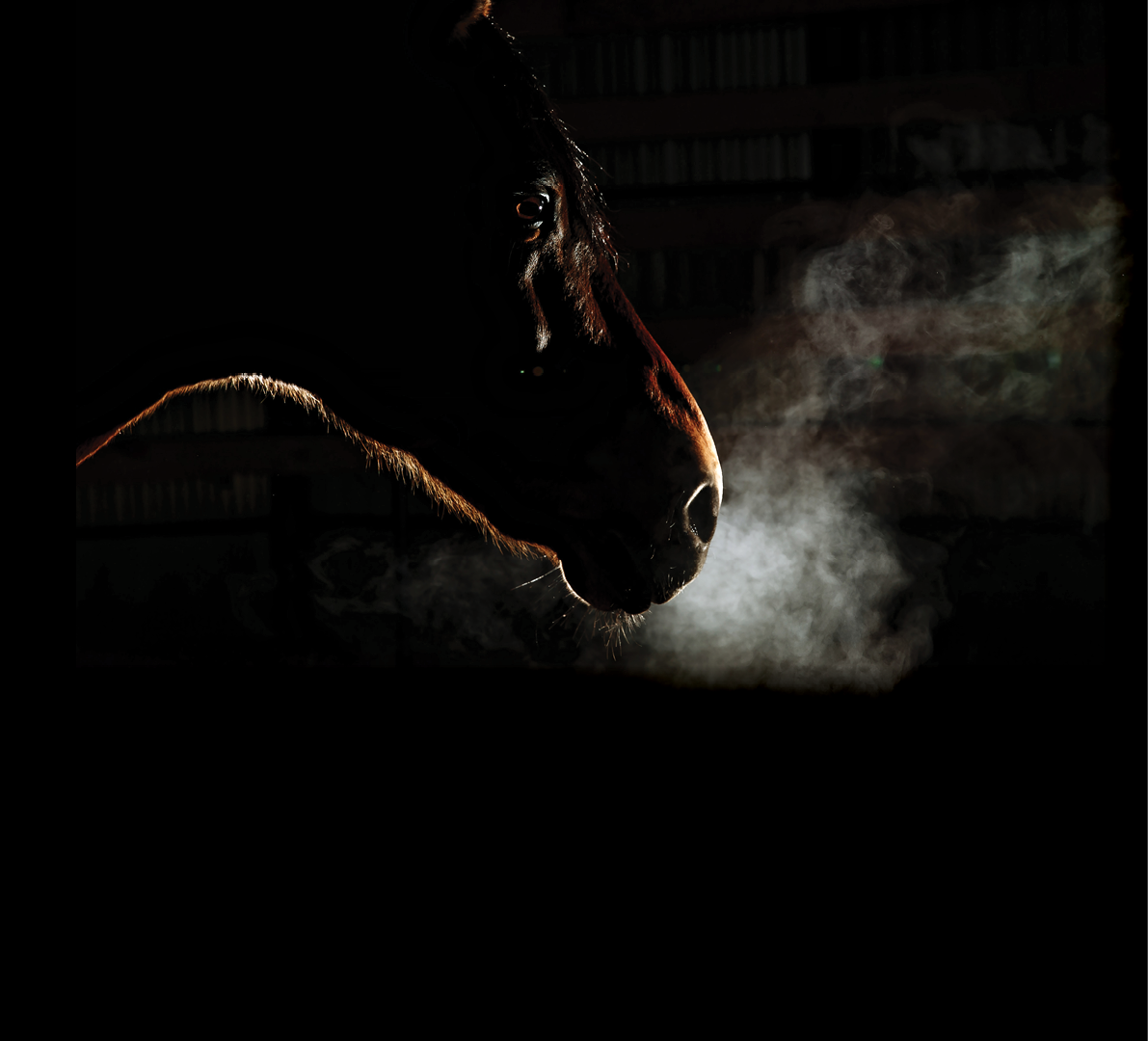 Silhouette of the brown horse with steam from nostrils isolated on black background