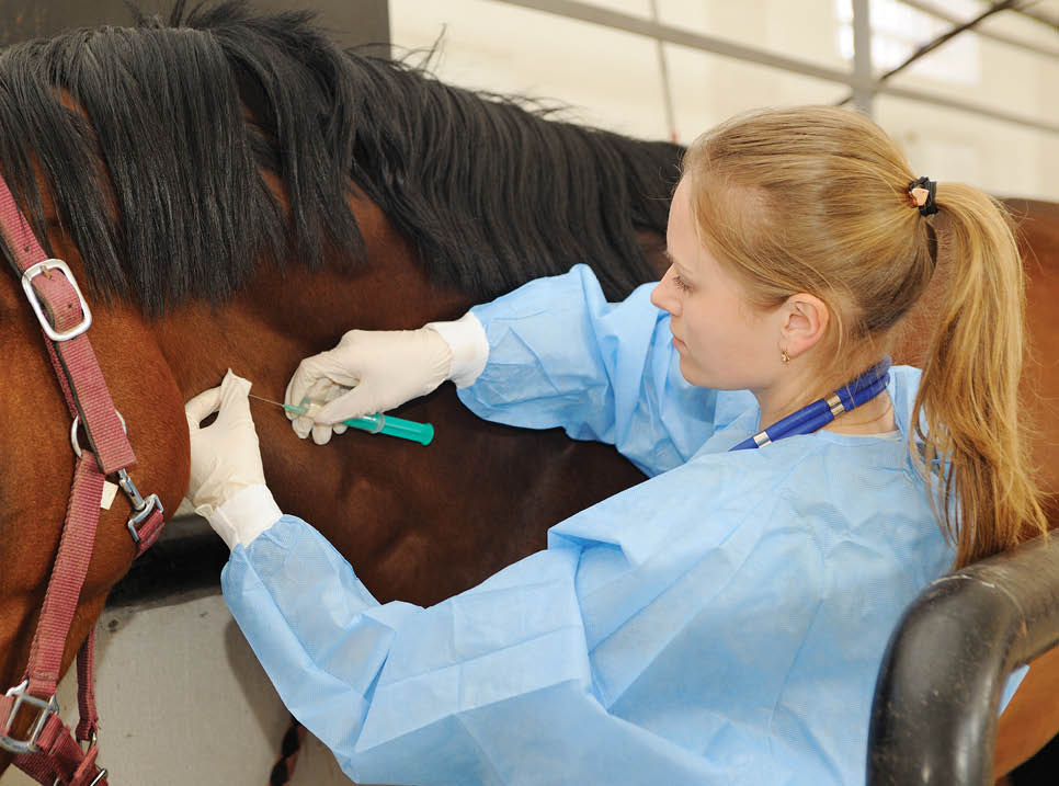 Veterinarian doctor with horse - intravenous injections