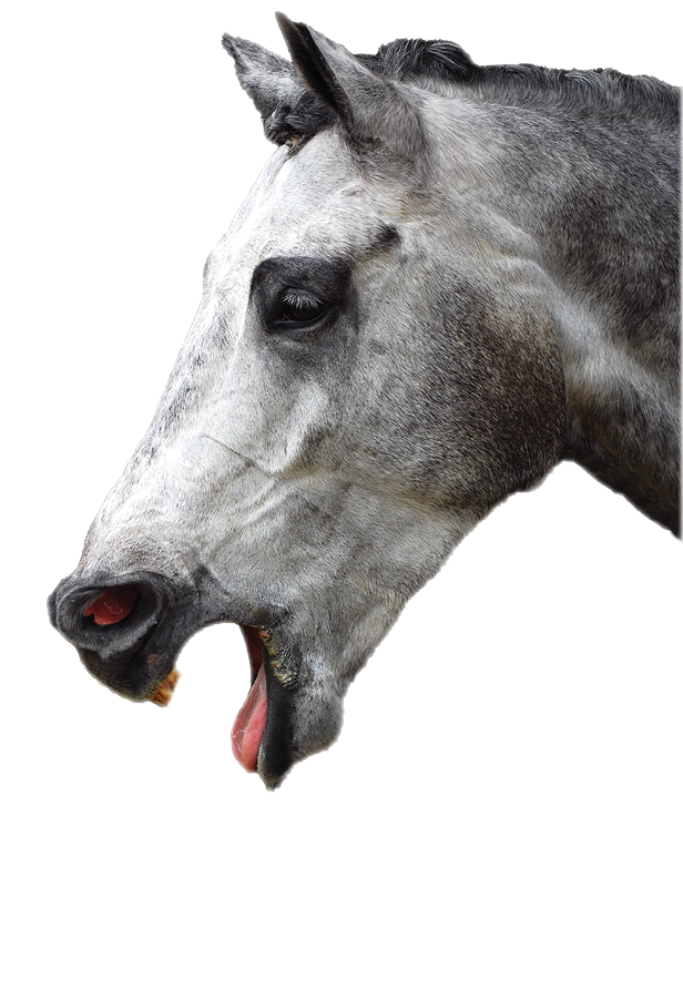 Profile head portrait of a sick coughing grey horse with alert facial expression  Image on black studio background 