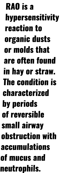 RAO is a hypersensitivity reaction to organic dusts or molds that are often found in hay or straw  The condition is c   