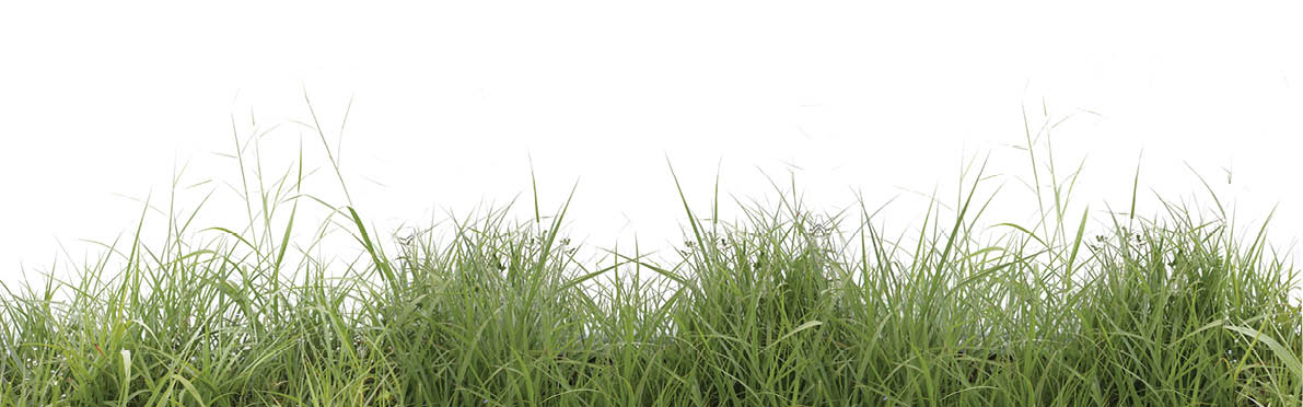 Panorama of Green meadow isolated from white background