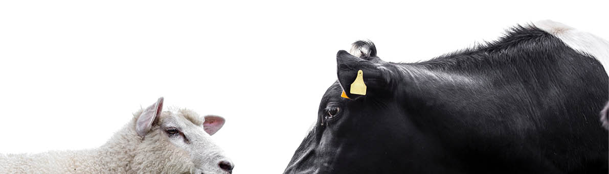 Cow and sheep on a white background