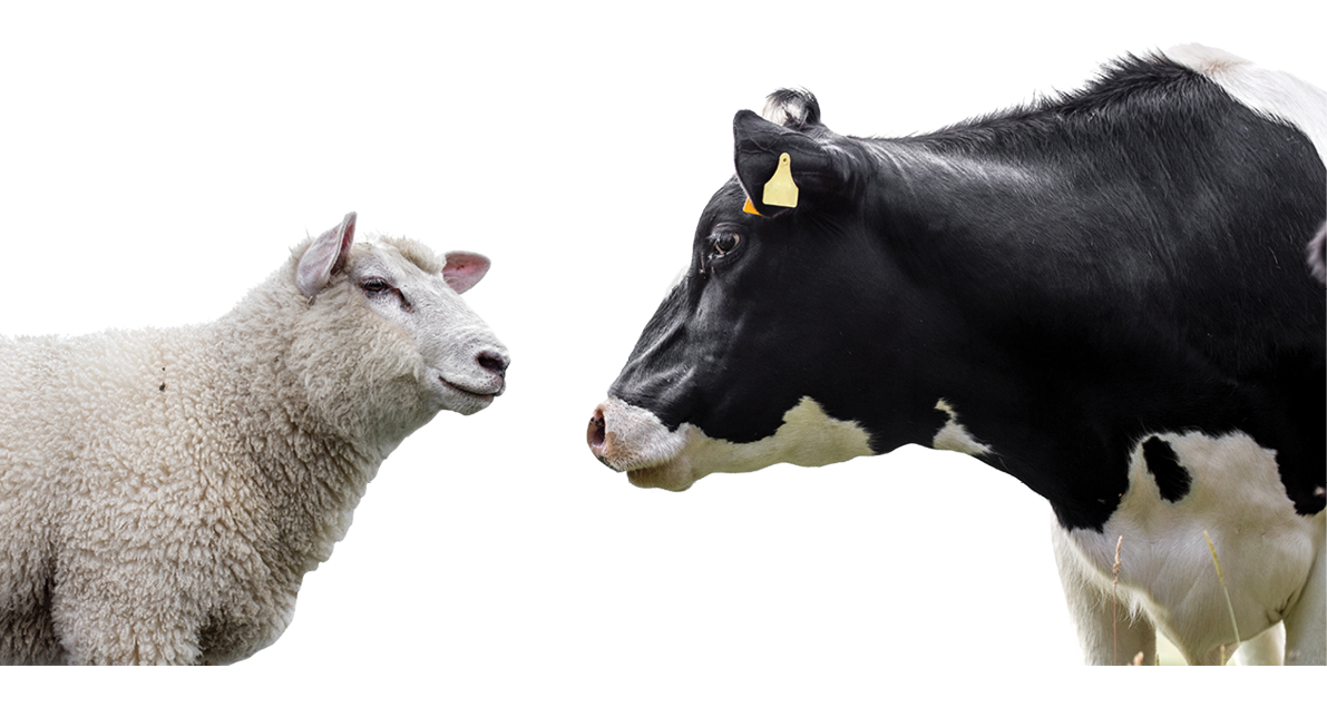 Cow and sheep on a white background
