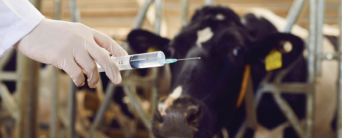 Treatment of cows  Close up of a syringe in the hand of a veterinarian who is ready to make a medical injection to a cow on a livestock farm  Selective focus  Blurred background 