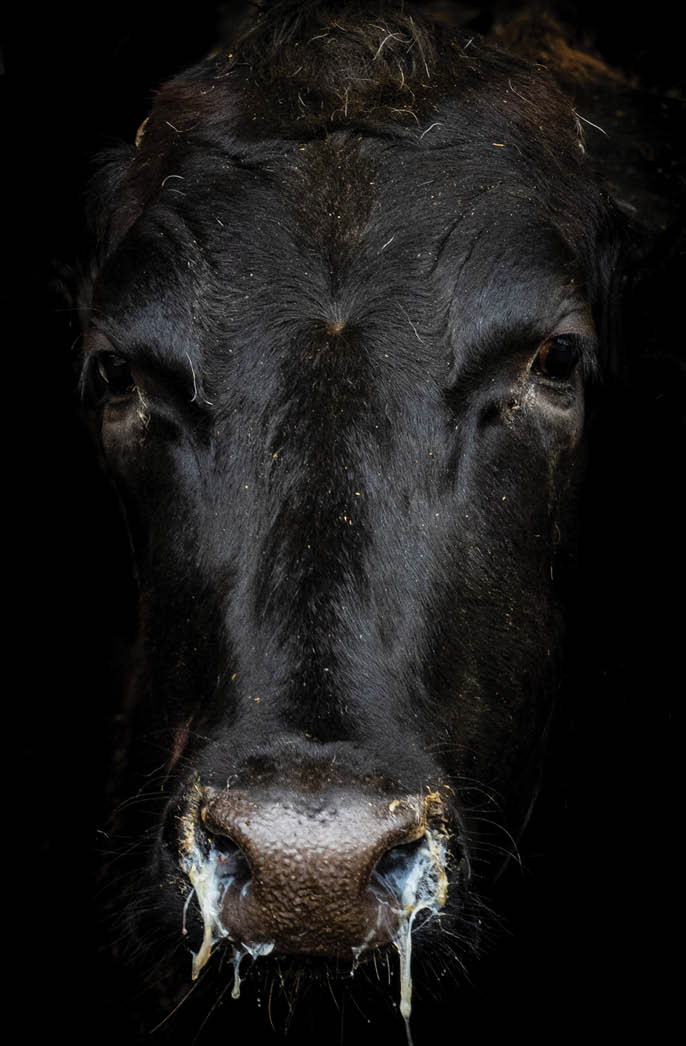 Sick cow with nasal discharge
