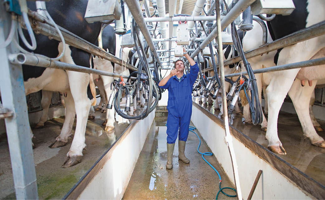 Farmer Milking Cows In Parlour