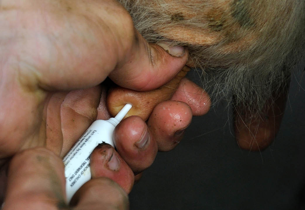 Farmer injects dry cow therapy into cow's teats at end of milking season, West Coast, New Zealand