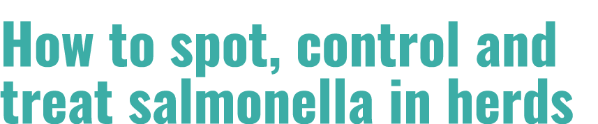 How to spot, control and treat salmonella in herds 
