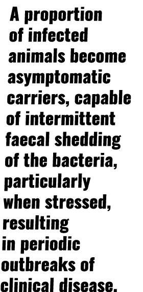 A proportion of infected animals become asymptomatic carriers, capable of intermittent faecal shedding of the bacteri   