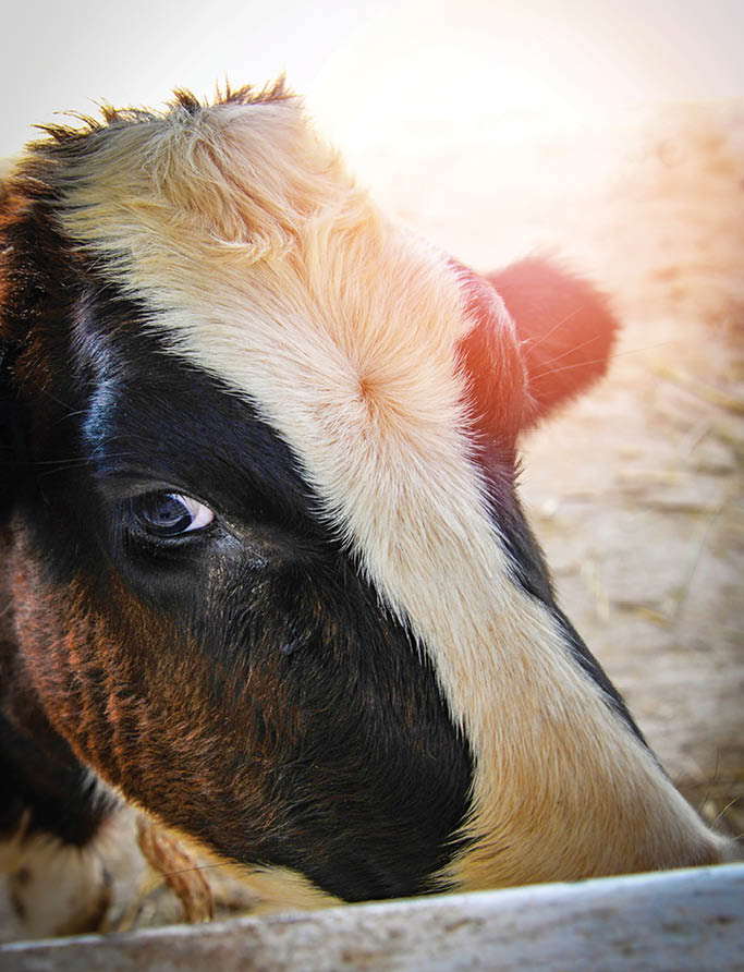 Close up of face cow white and black looking to camera in farm   Eyes animal