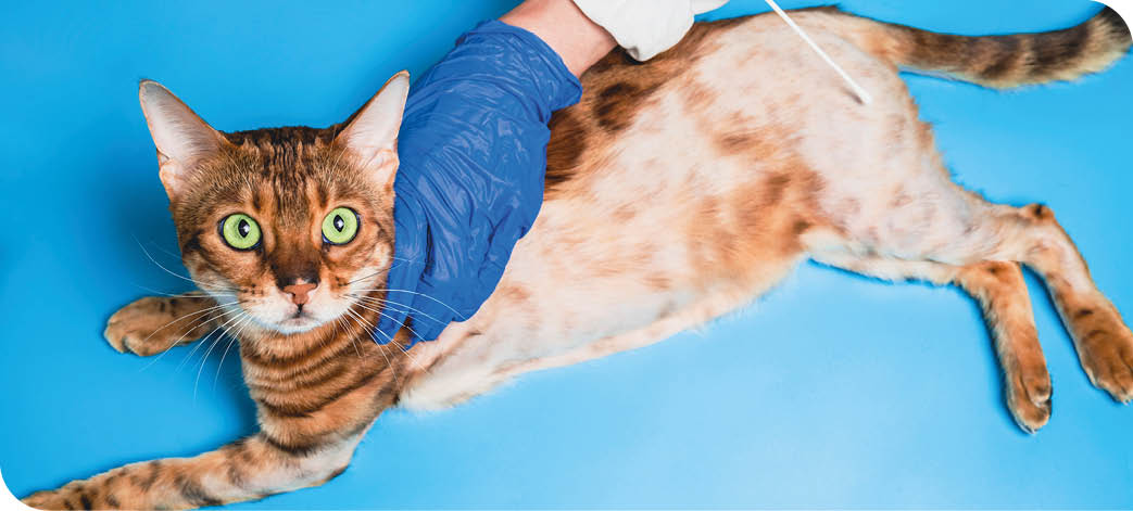 A female veterinarian analyzes the skin of a frightened Bengal cat. An animal with alopecia and baldness in a veterinary clinic. The concept of veterinary examination of a pet.