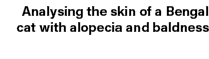 Analysing the skin of a Bengal cat with alopecia and baldness