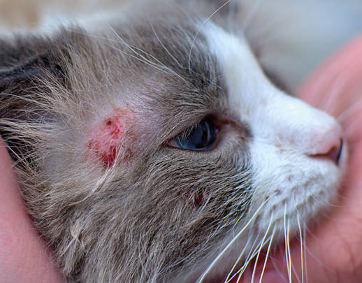 Allergic skin diseases in domestic cats. cat's wound from dermatitis. Skin diseases in cats. Cat pimples. Atypical dermatitis in a domestic cat. Feline Allergies in Cats. Combs on the neck of a domest