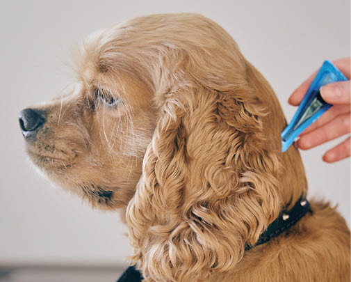 the dog is treated with a flea remedy. The dog is dripped on the withers with a parasite remedy