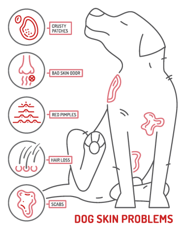 Dog skin problems infographic. Icons with different symptoms. Hair loss, itching, allergy, scabs. Animal parasites. Editable vector illustration in outline style. Horizontal veterinary banner
