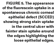 Figure 5. The appearance of the fluorescein uptake in a spontaneous chronic corneal epithelial defect (SCCED) showing...
