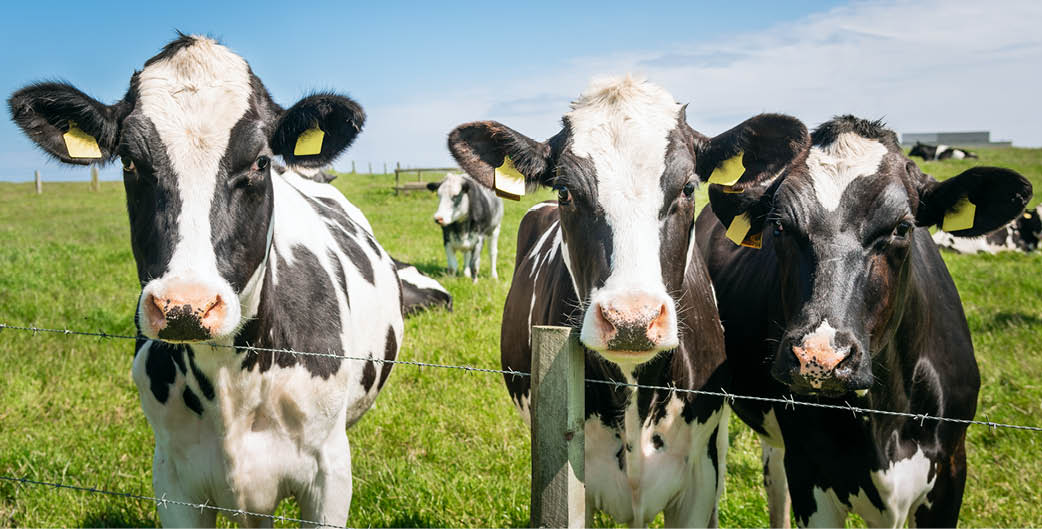 Curious Black and White Dairy Cows in a Fenced Grassy Field on a Sunny Summer Day