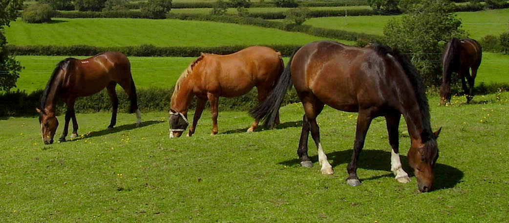 A group of horses graze the sweet green grass at Old Sodbury. On the horizon is the Bristol Channel and beyond the coas of South Wales.