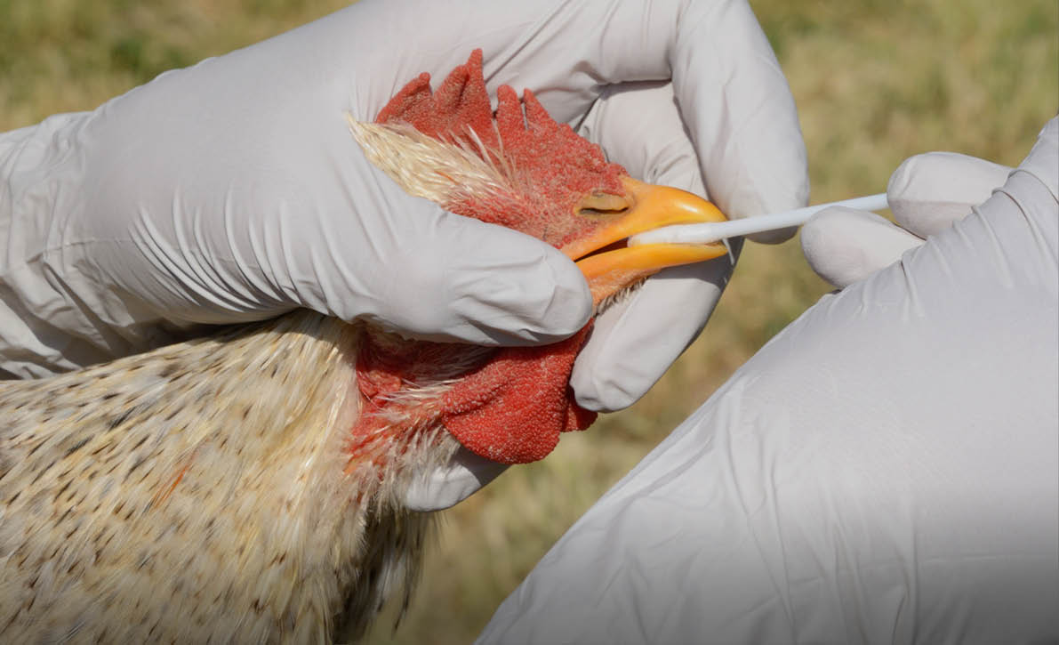 Swabbing barred rock mix breed rooster to test for avian influenza