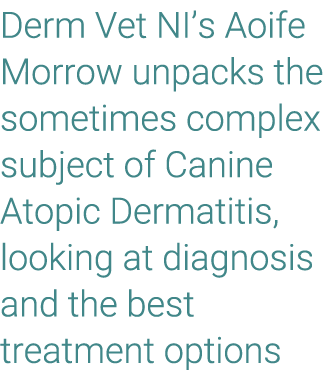 Derm Vet NI’s Aoife Morrow unpacks the sometimes complex subject of Canine Atopic Dermatitis, looking at diagnosis an...