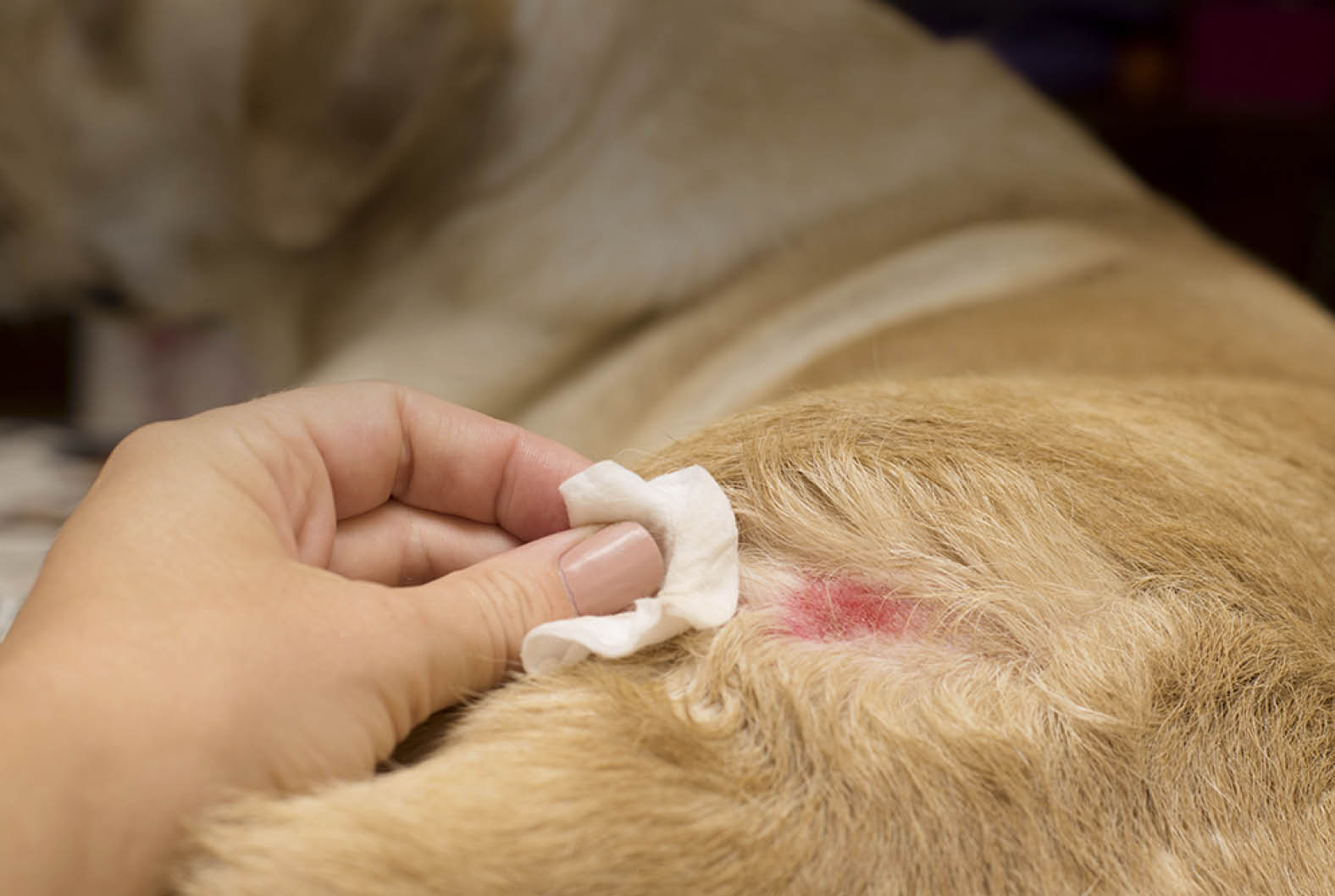  Skin diseases in yellow labradors. Atopic dermatitis